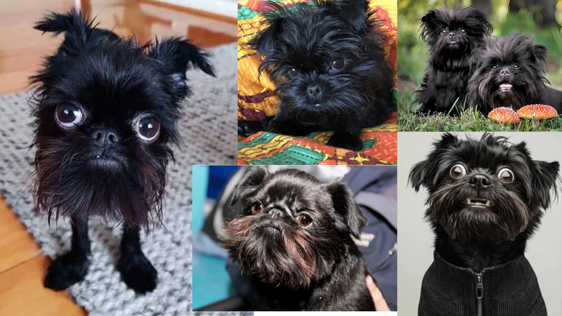 Affenpinscher