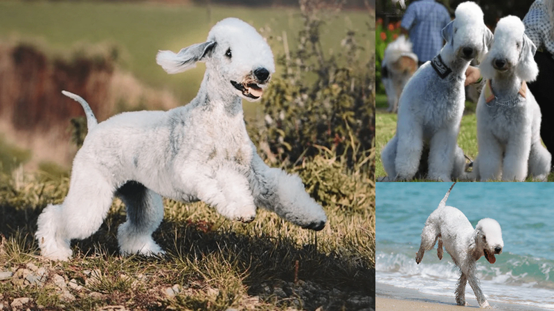 Bedlington Terrier1 1