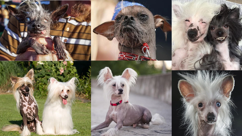 Chinese Crested