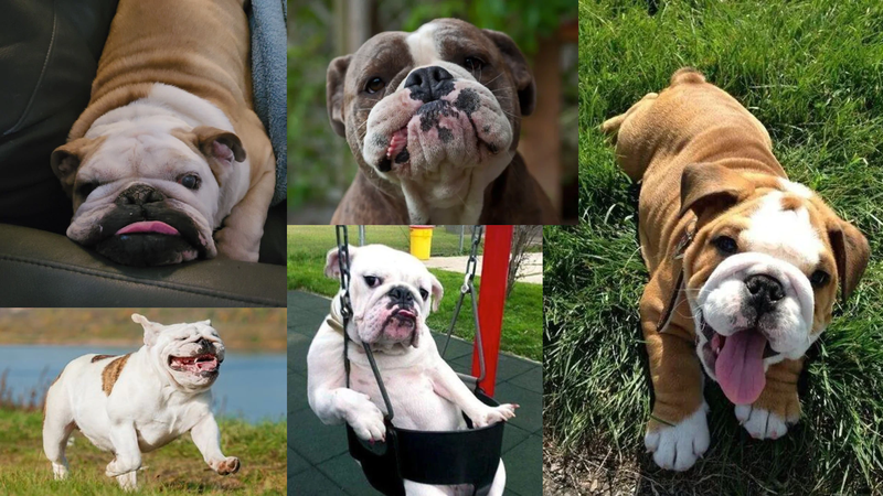 English Bulldog
