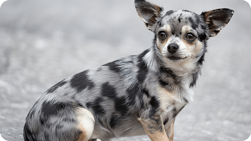 Merle Chihuahua
