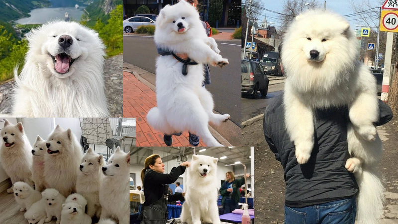 Samoyed
