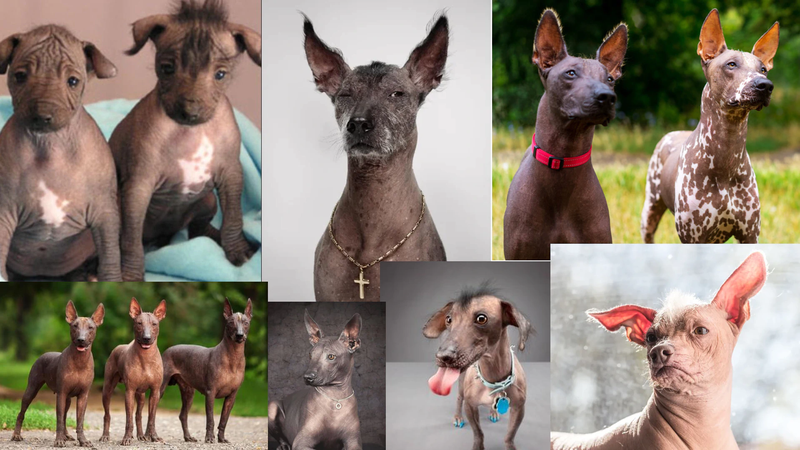 Xoloitzcuintli