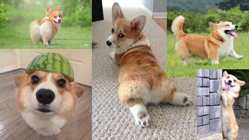 corgi