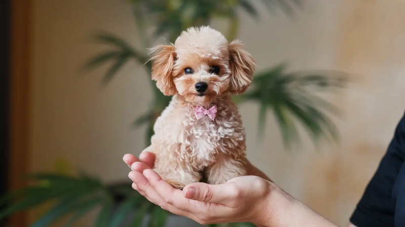 tiny Teacup Poodle