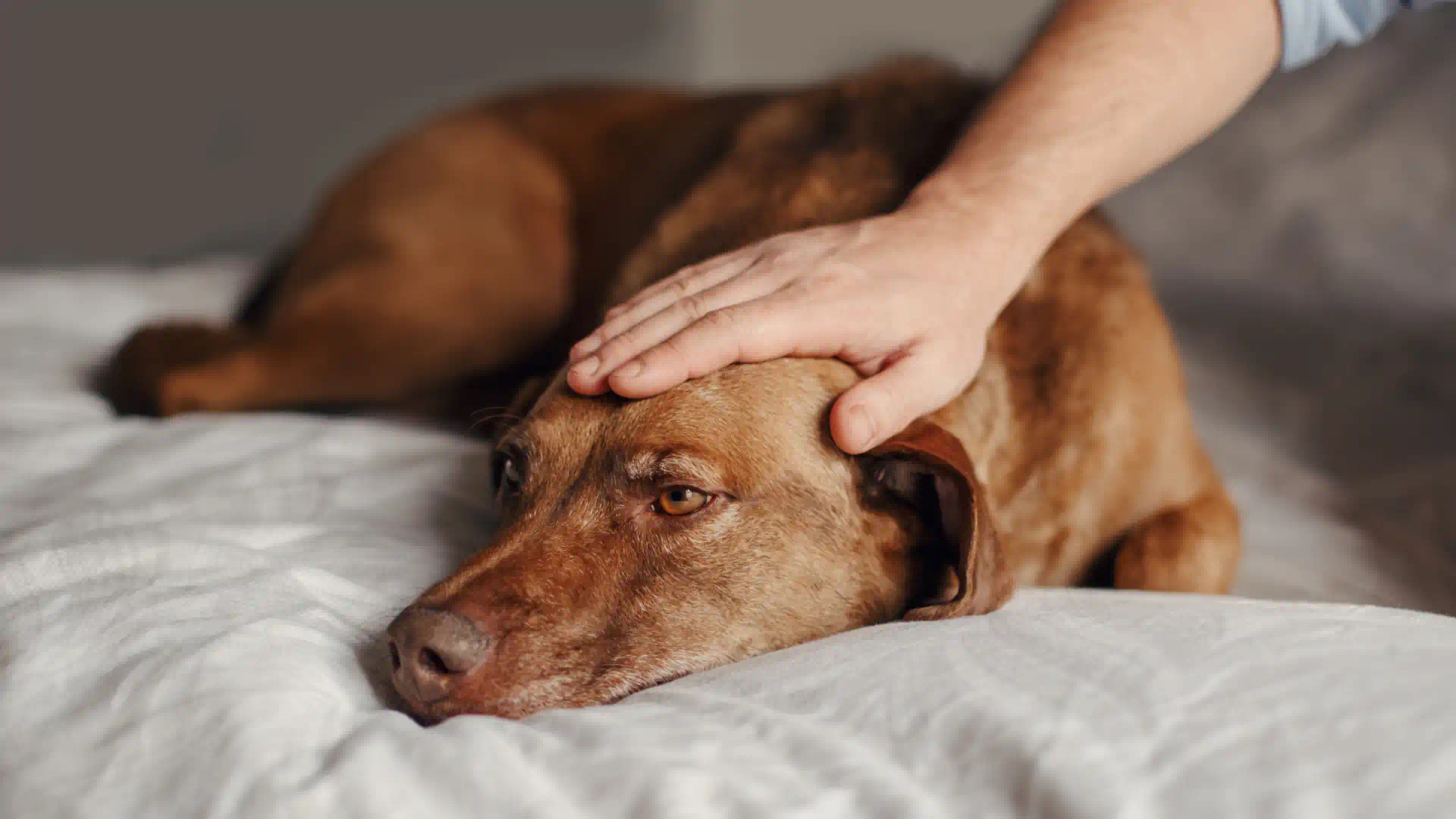 How Blood Tests Help Detect Anemia in Pets