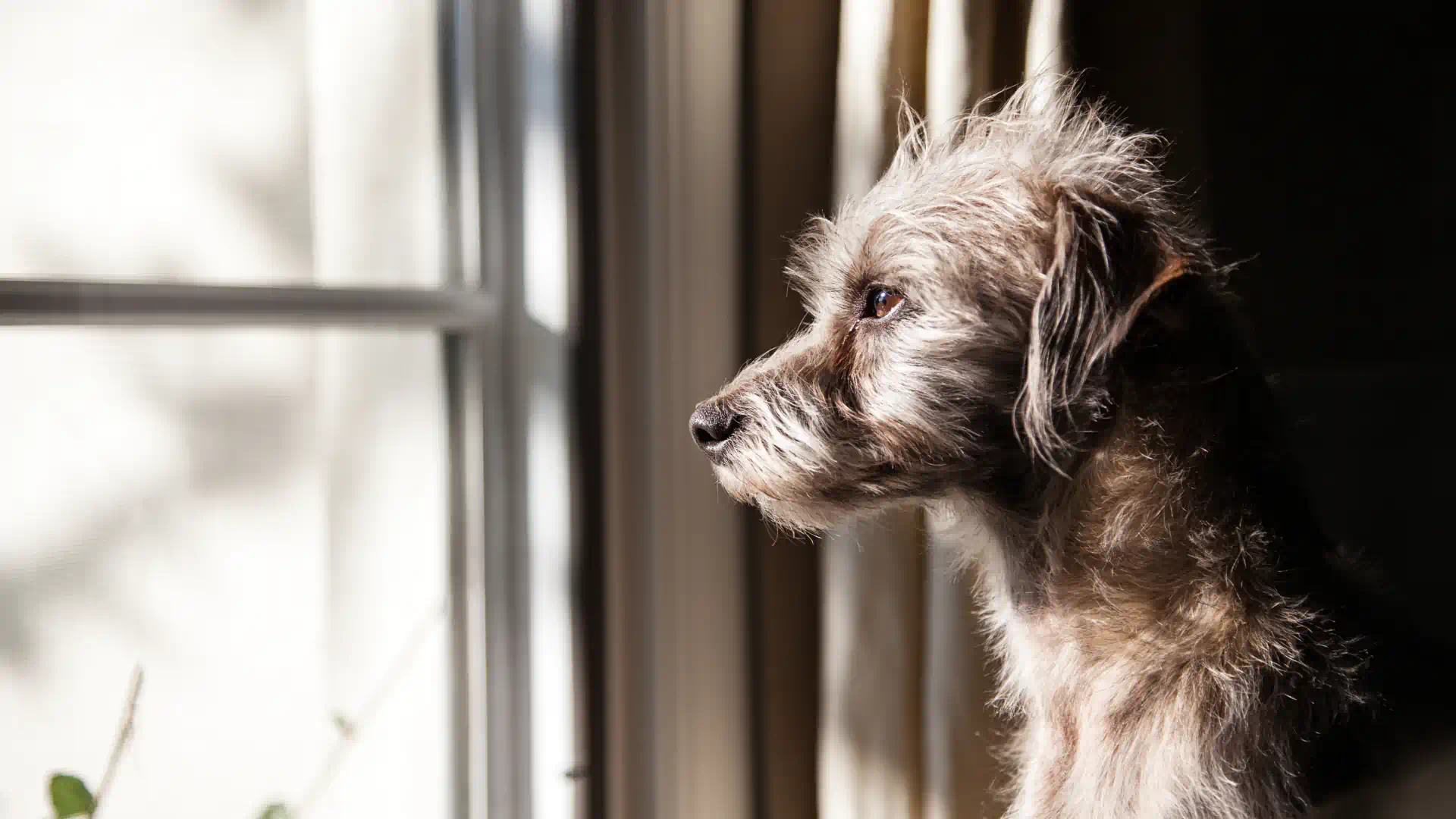 How to Address Separation Anxiety in Pets