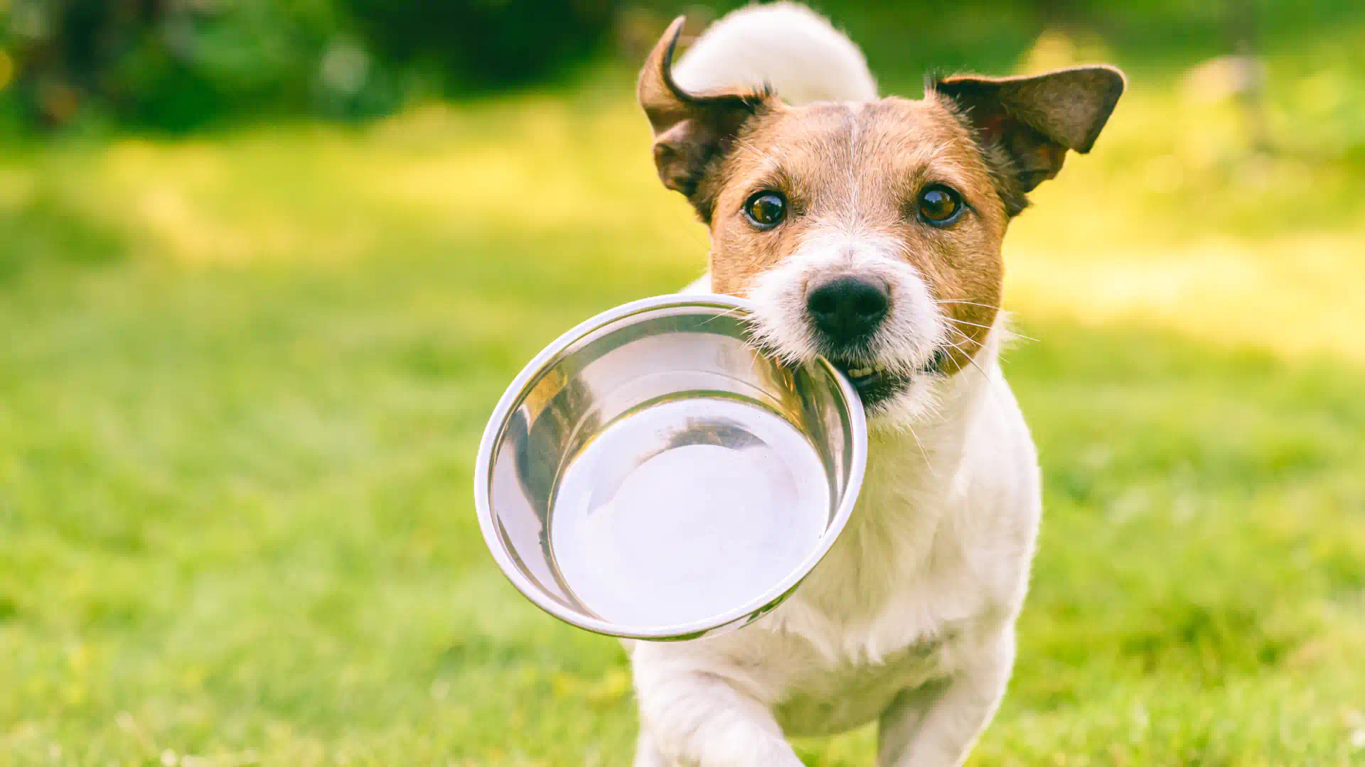 Top 5 Superfoods for Dogs and Cats