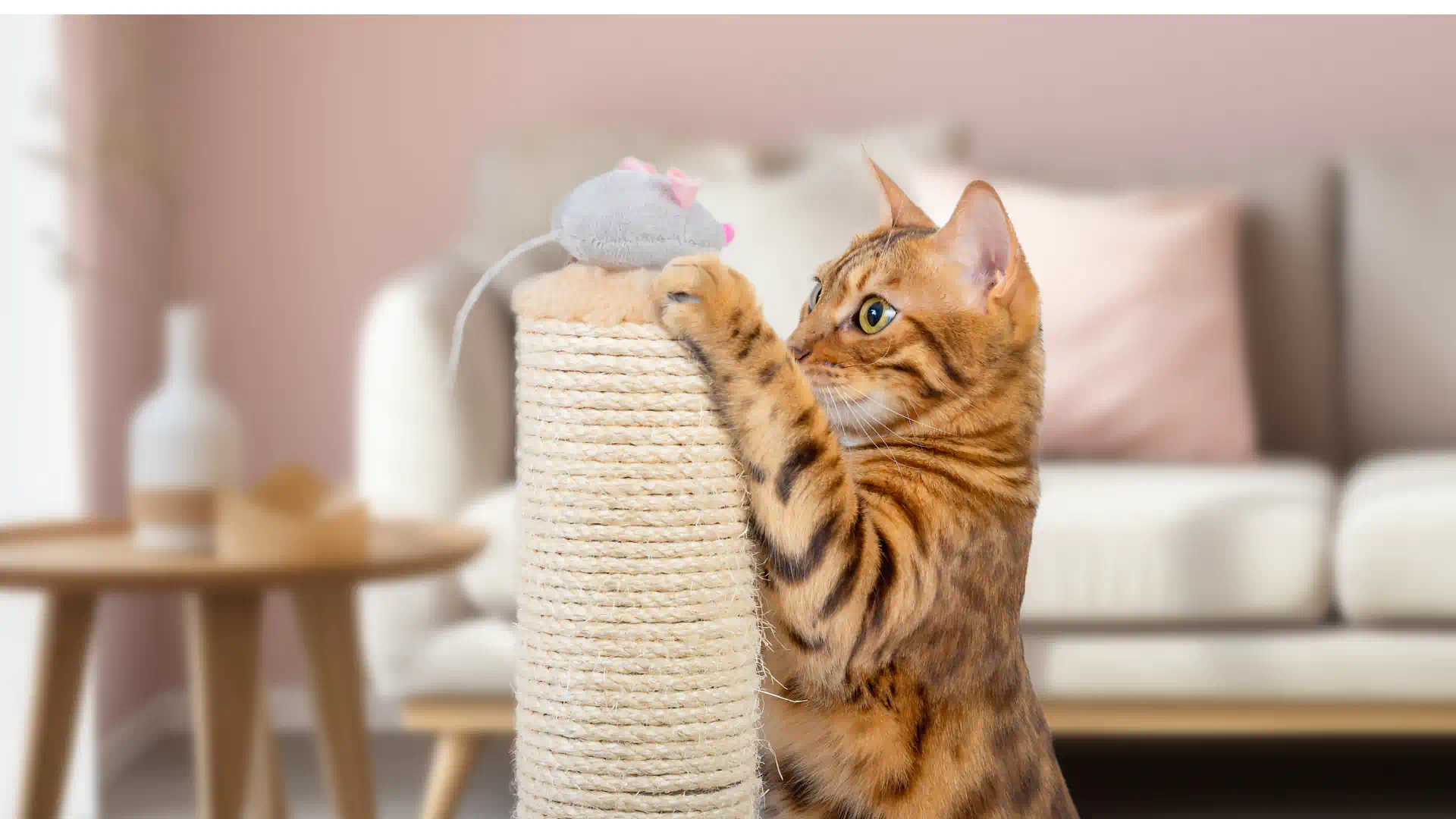 Training Your Kitten: Essential First Steps