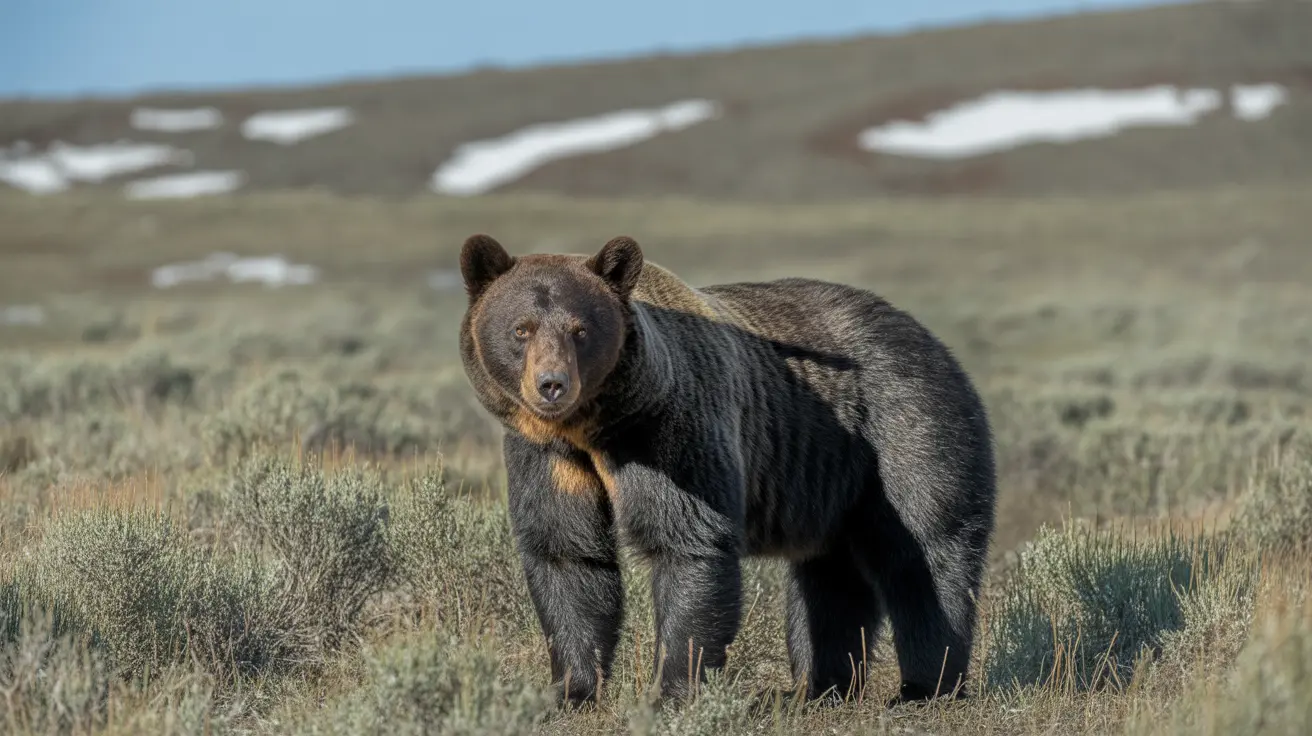 Mordeduras de animales en el condado de Pitkin: informe de seguridad verano 2025