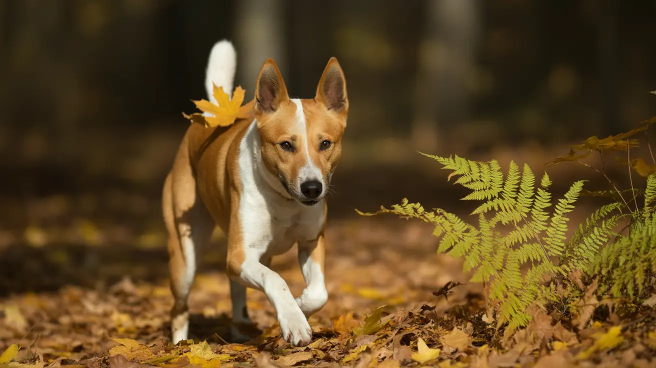A Basenji dog walking through an autumn forest with fallen leaves and ferns