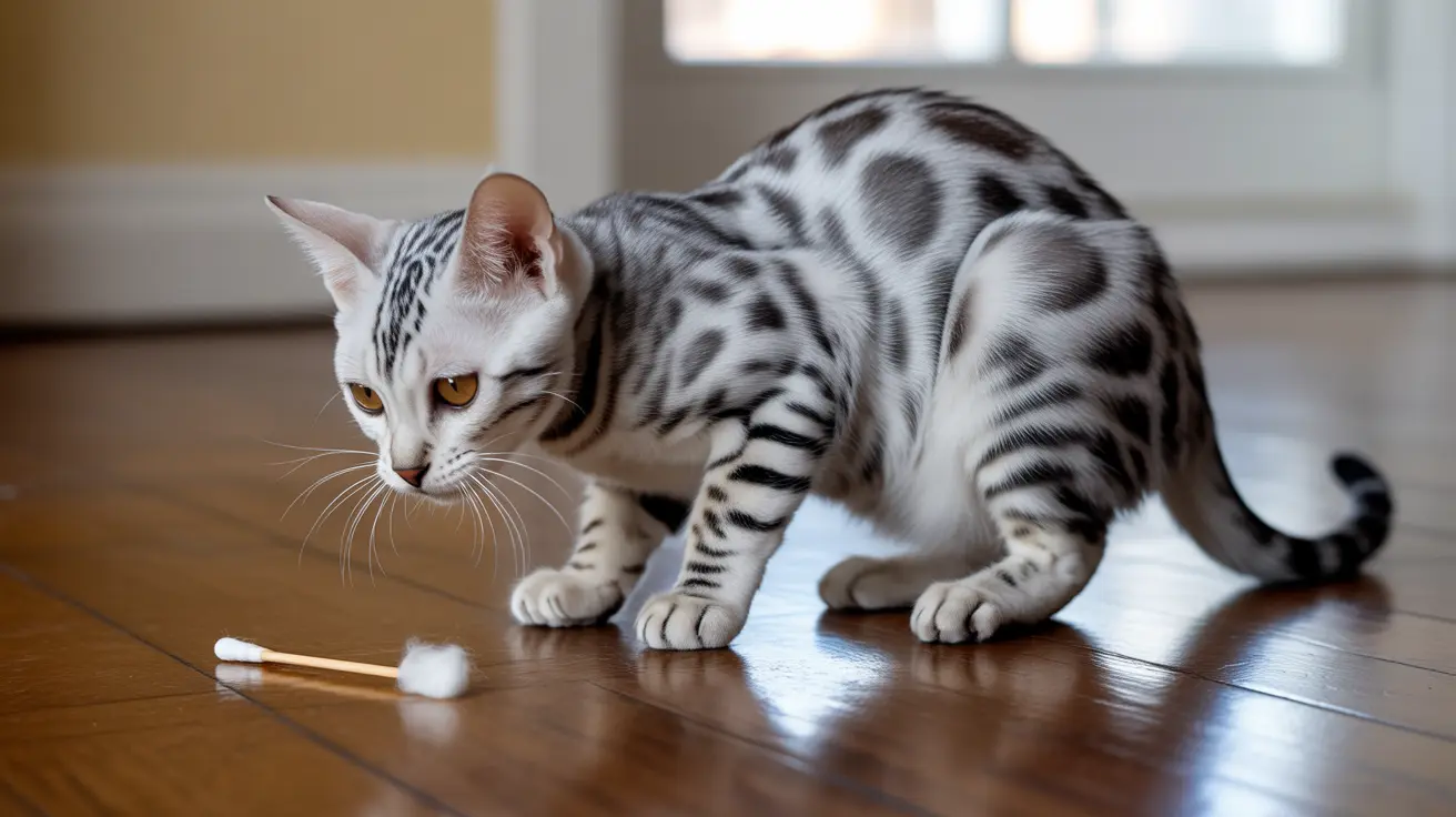 Pourquoi la méthode du coton-tige est dangereuse pour les chattes