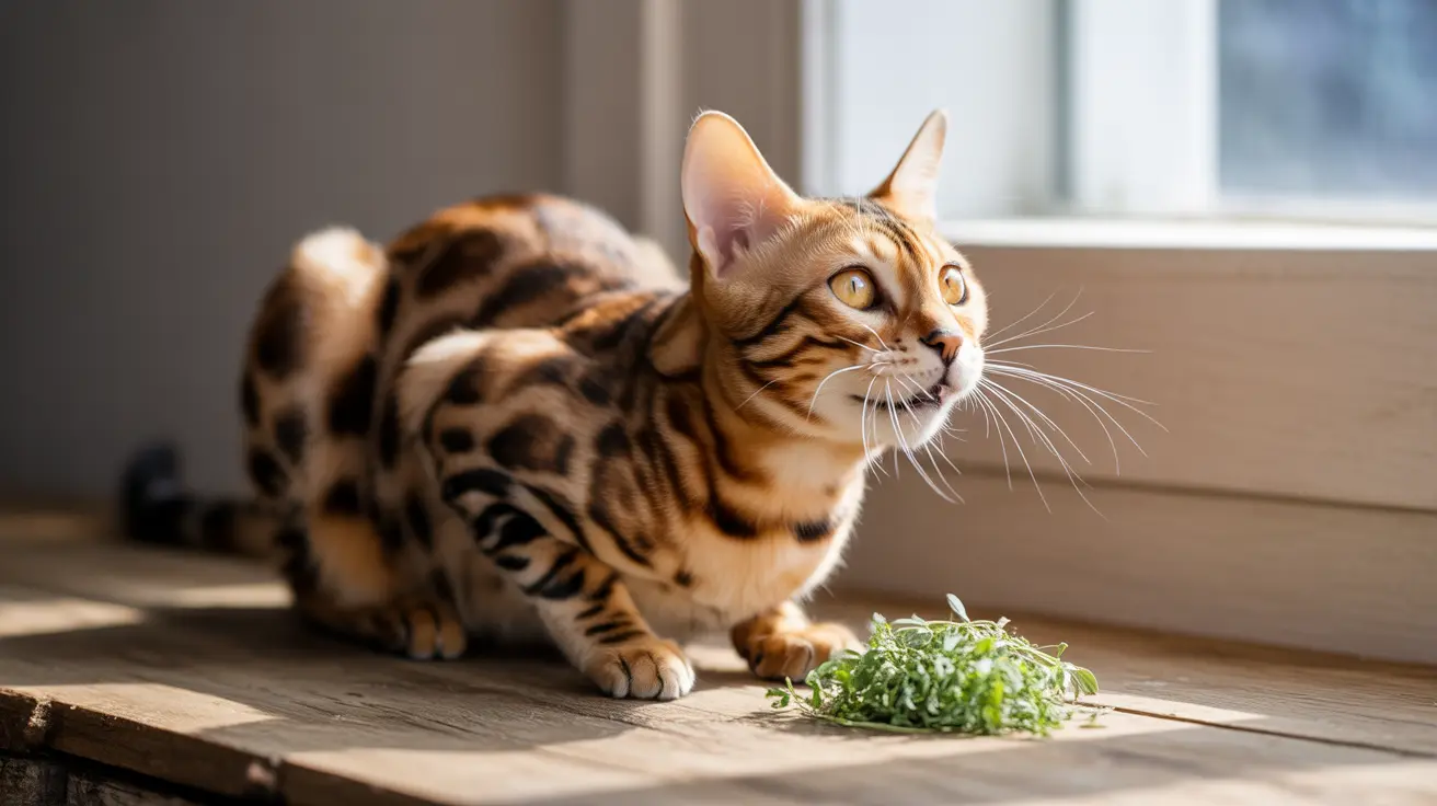 猫はどれくらい離れた場所からマタタビの匂いを感知できるのか？究極ガイド