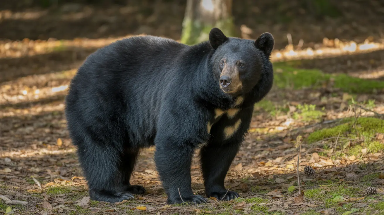 Procès fédéral remet en cause la licence de Yellowstone Bear World pour des préoccupations de bien‑être animal