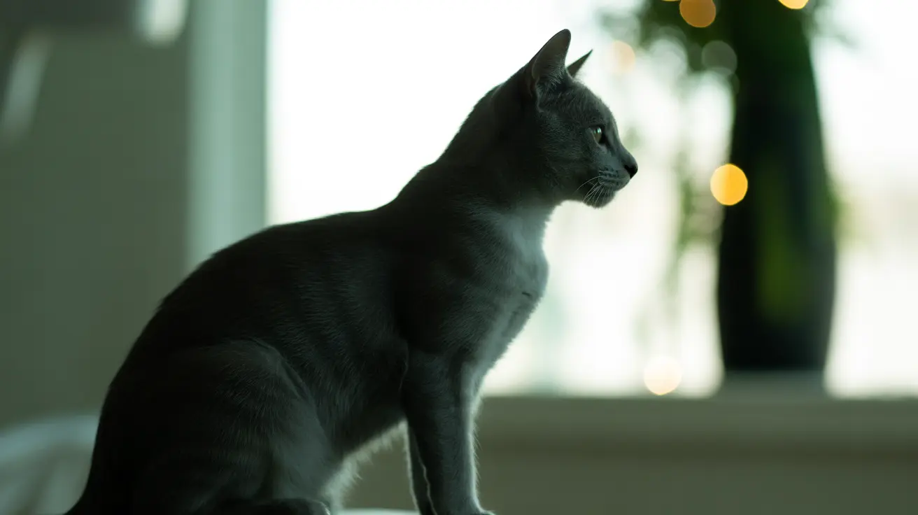 Un chat gris élégant avec un pelage bleu-gris distinctif, assis alertement près d'une fenêtre avec des lumières bokeh douces en arrière-plan.