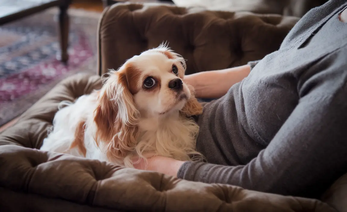 最も愛情深い犬種：おうちで寄り添ってくれる甘えん坊な犬を発見