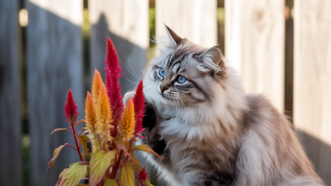Celosia y gatos: ¿es segura esta planta para tu felino?
