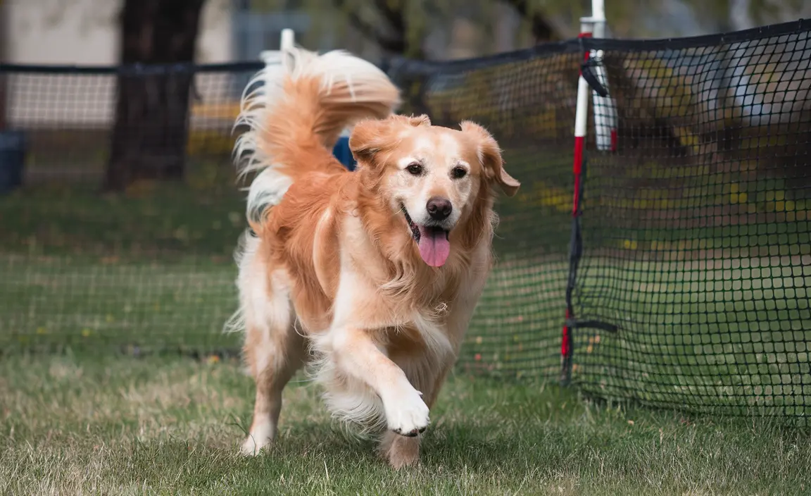 ペットオーナーのためのベストな仮設犬用フェンスの選び方：完全ガイド