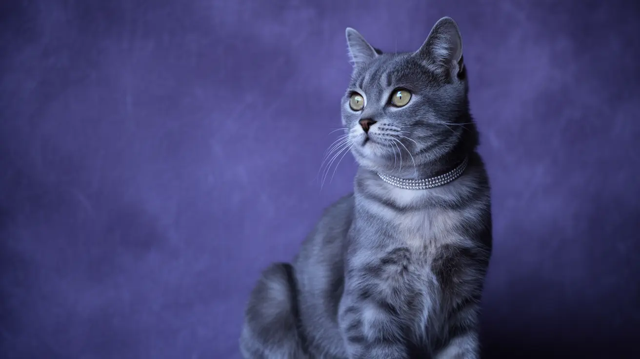 Noochie, a gray tabby rescue cat from Berkeley Humane Society, posing during a photoshoot