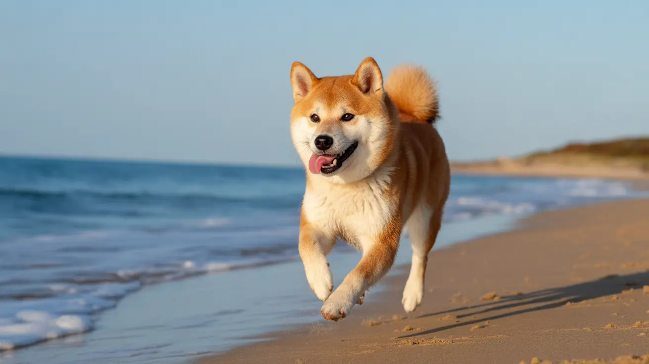 The Ultimate Guide to Dog-Friendly Beaches in Massachusetts: Where to Take Your Pup