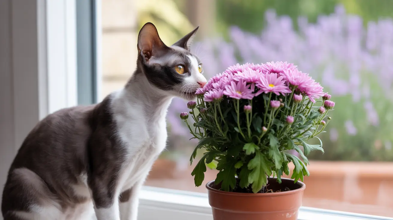 A black and white Oriental Shorthair cat examining a pot of pink chrysanthemums near a window