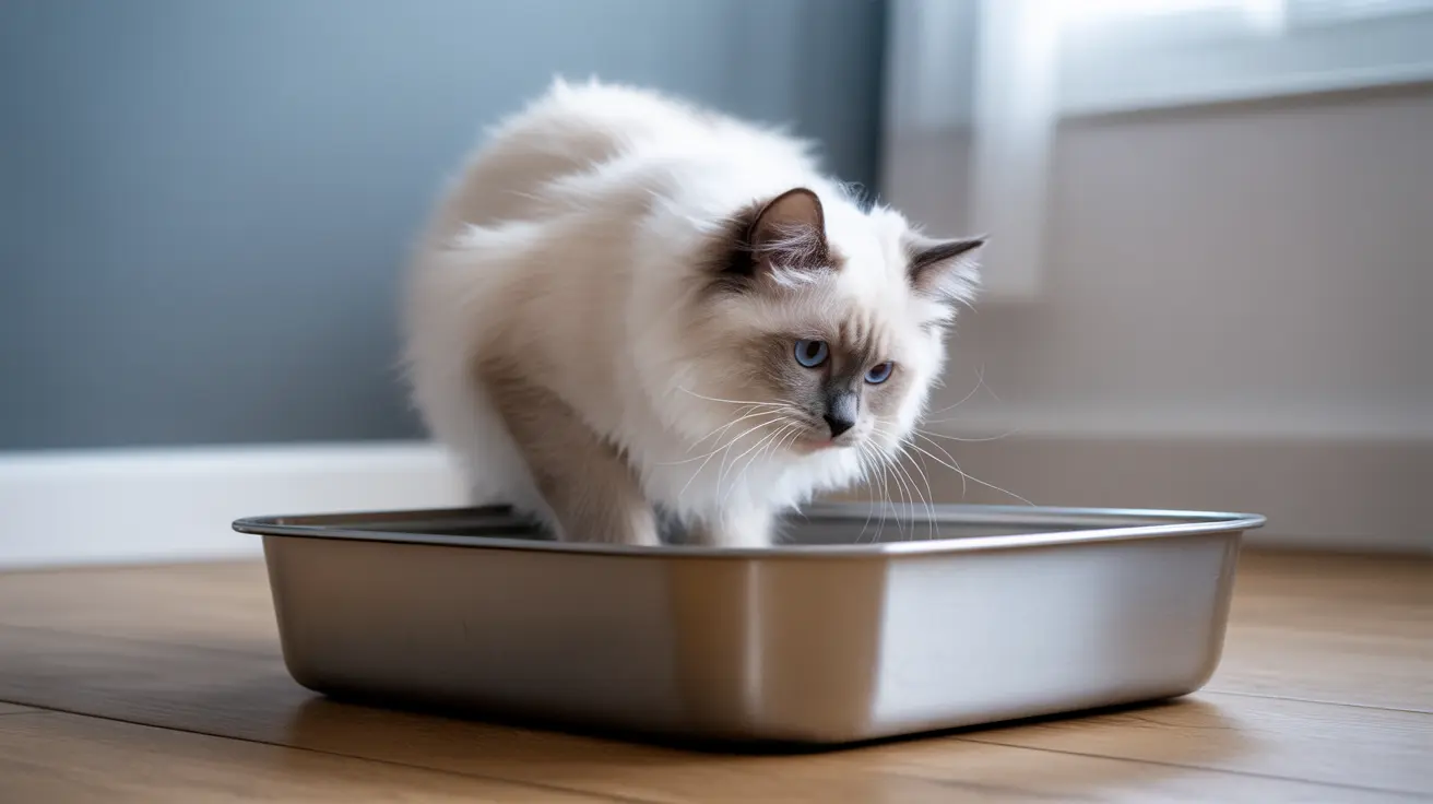 ¿Cada cuánto orinan los gatos? Guía completa sobre los patrones de micción felina