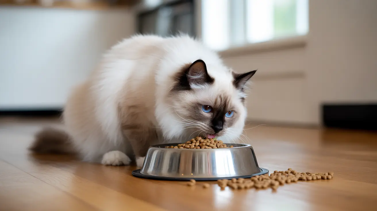 Entendiendo los Cambios en la Velocidad de Alimentación de tu Gato