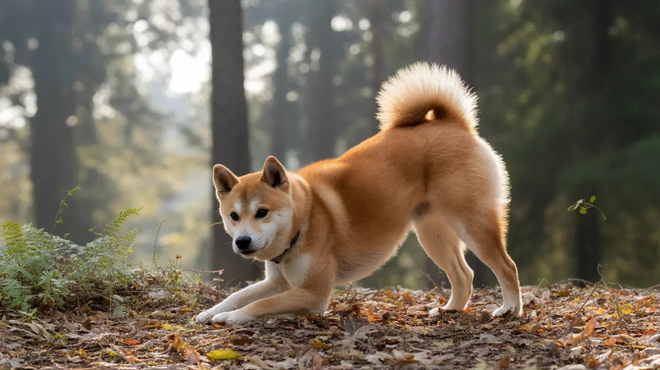 ¿Los zorros son perros o gatos?