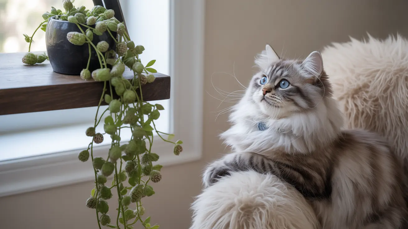 Plante string of turtles toxique chat : risques, prévention et sécurité